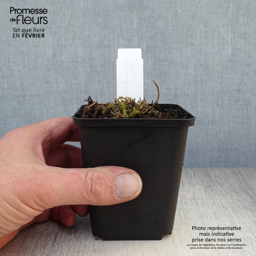 Spécimen de Carlina acaulis ssp. simplex - Carline à tige courte, des Alpes Godet de 8/9 cm tel que livré en hiver