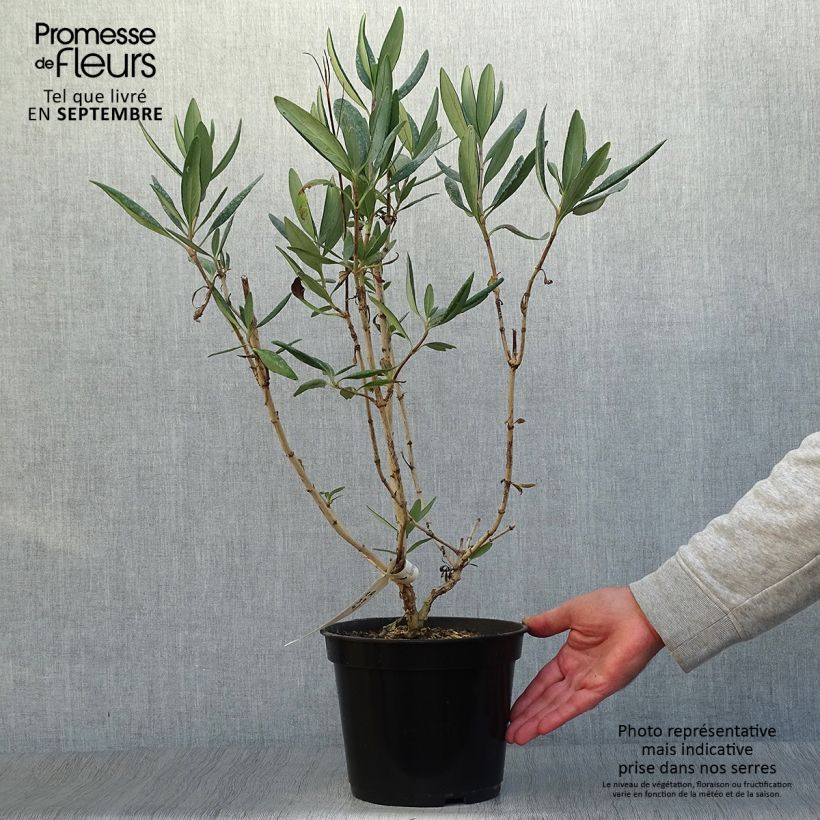 Spécimen de Carpenteria californica Bodnant - Carpentière de Californie Pot de 3L/4L tel que livré en automne