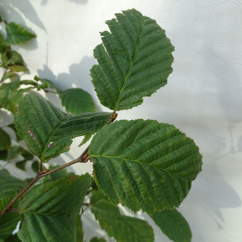 Carpinus betulus (Folhagem)