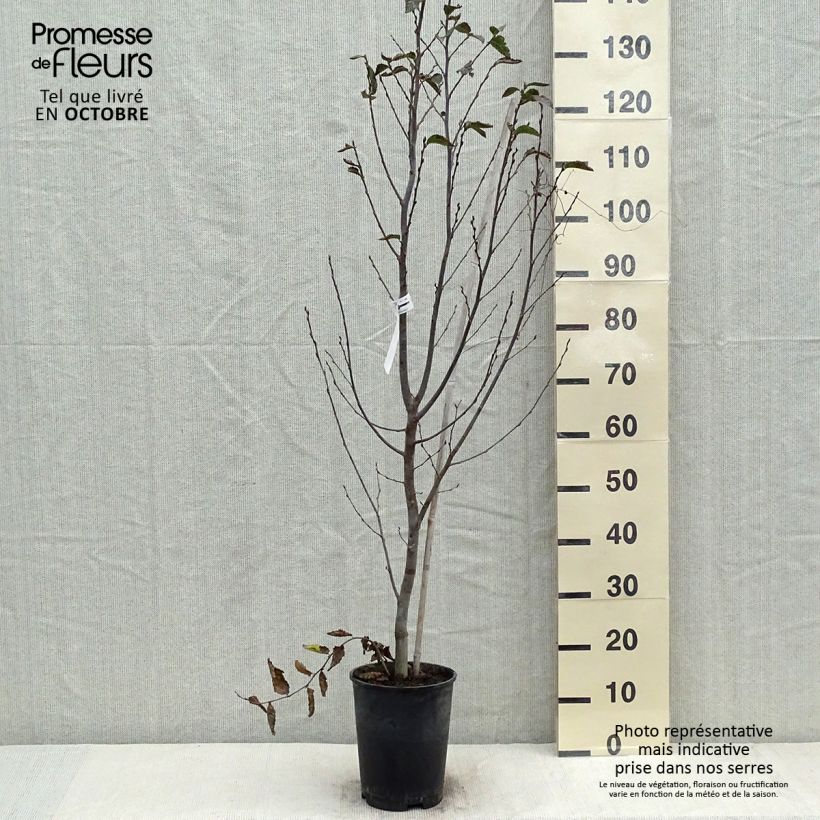 Spécimen de Carpinus betulus Orange Retz - Charme commun  Pot de 4L/5L tel que livré en automne