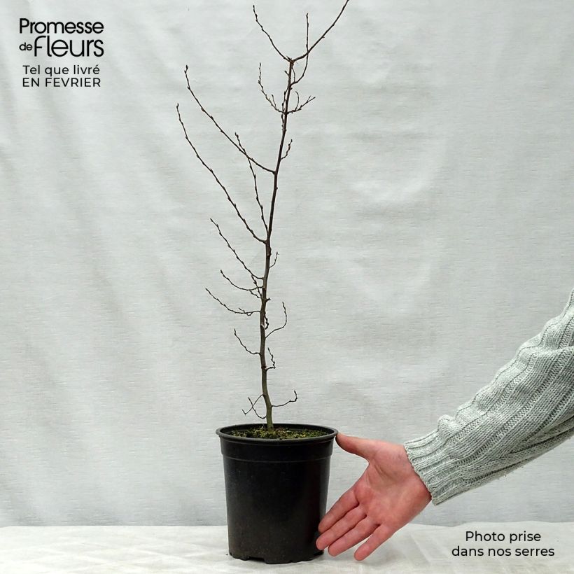 Spécimen de Carpinus betulus - Charme commun, Charmille  Pot de 2L/3L tel que livré en hiver