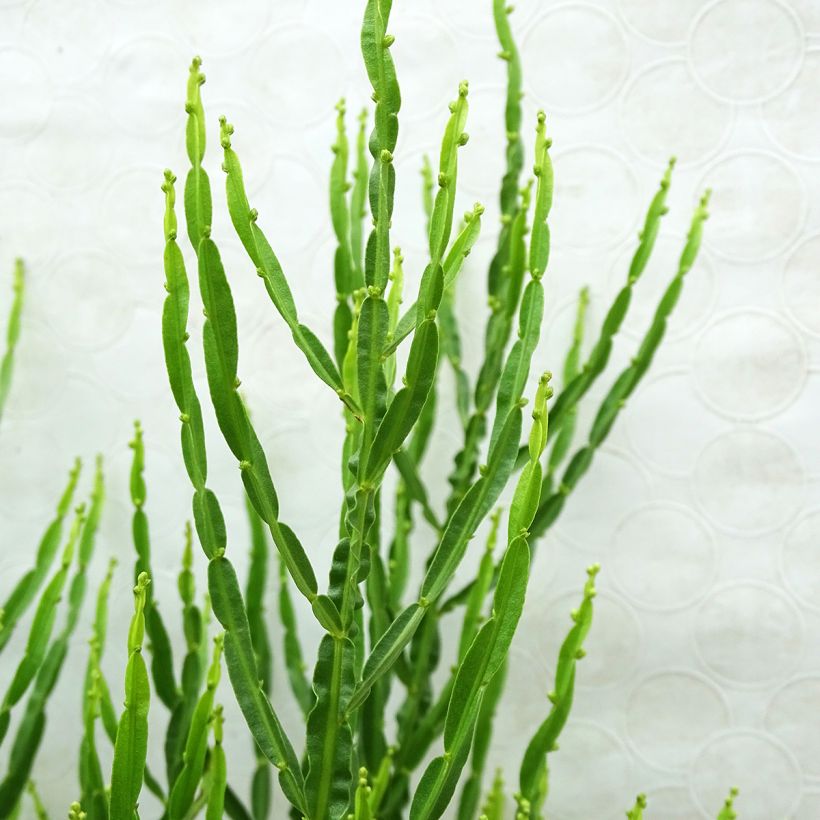 Baccharis genistelloides (Feuillage)