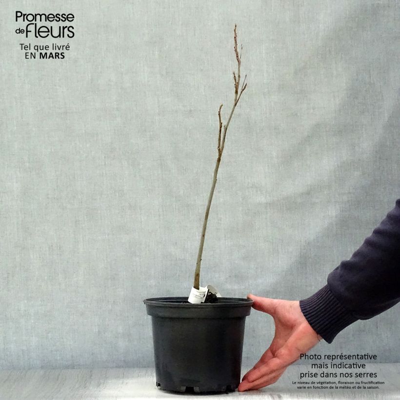 Spécimen de Carya illinoinensis - Noix de Pécan - Pacanier Pot de 3L/4L tel que livré au printemps