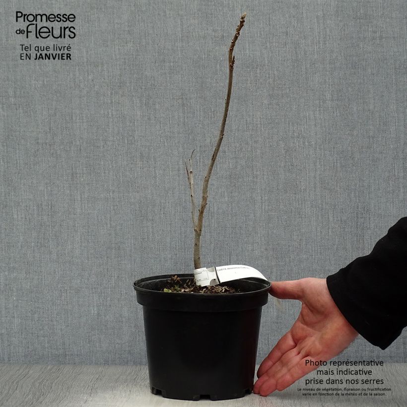Spécimen de Carya illinoinensis - Noix de Pécan - Pacanier Pot de 3L/4L tel que livré en hiver