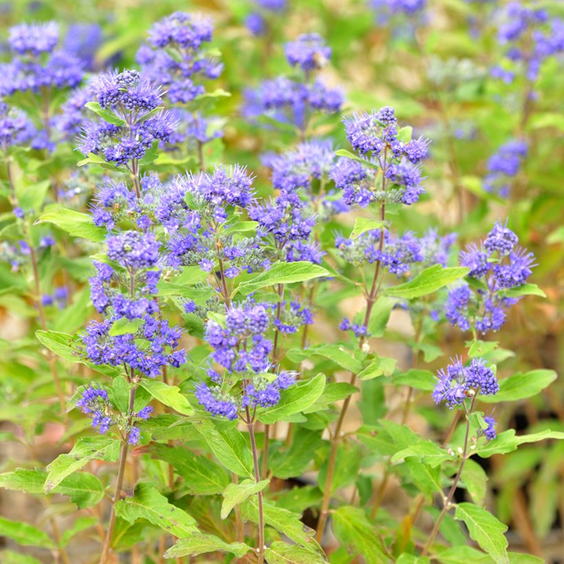 Caryopteris Grand Bleu - Spirée bleue (Floraison)