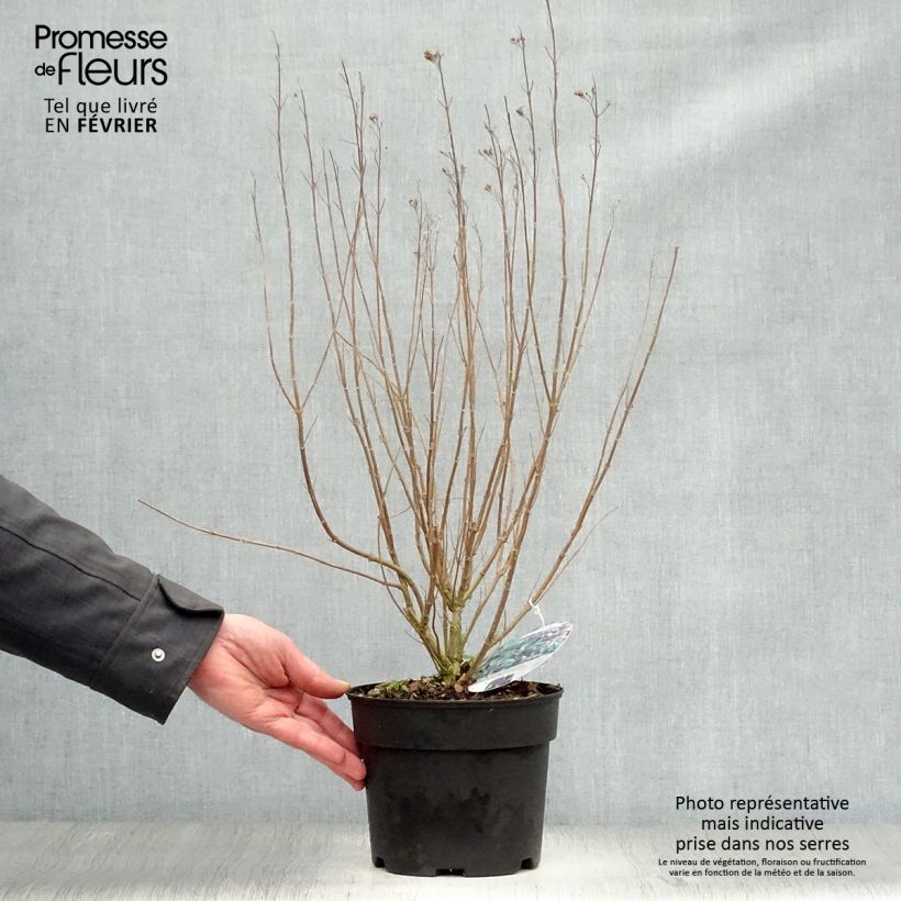 Spécimen de Caryopteris Grand Bleu - Spirée bleue  Pot de 2L/3L tel que livré en hiver