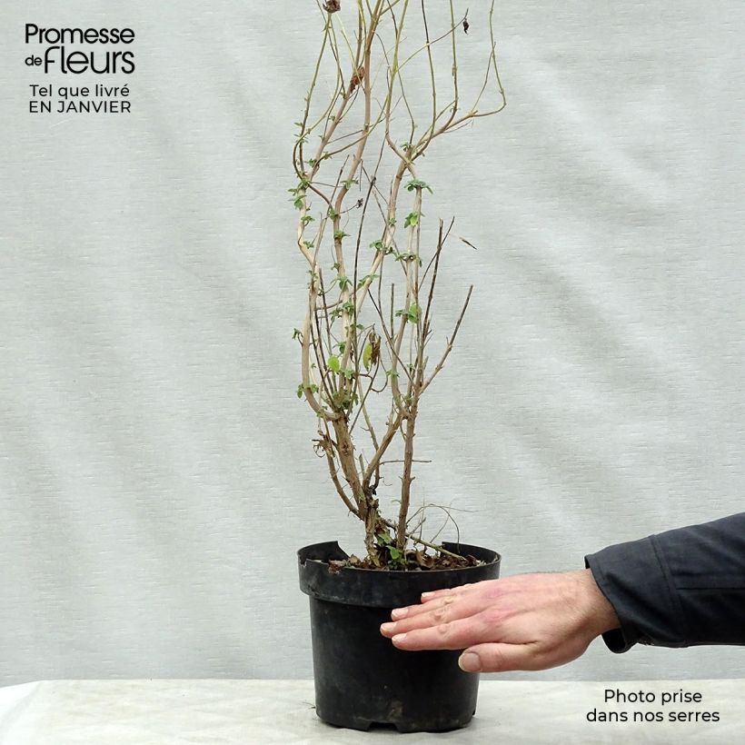 Spécimen de Caryopteris Hint of Gold Pot de 3L/4L tel que livré en hiver