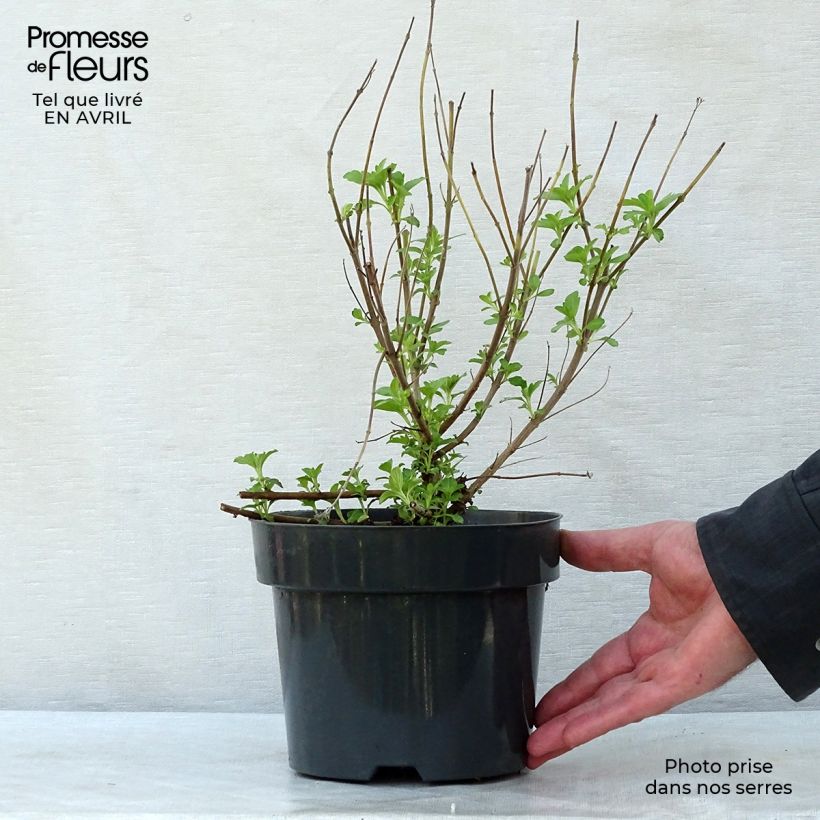 Spécimen de Caryopteris Hint of Gold Pot de 3L/4L tel que livré au printemps