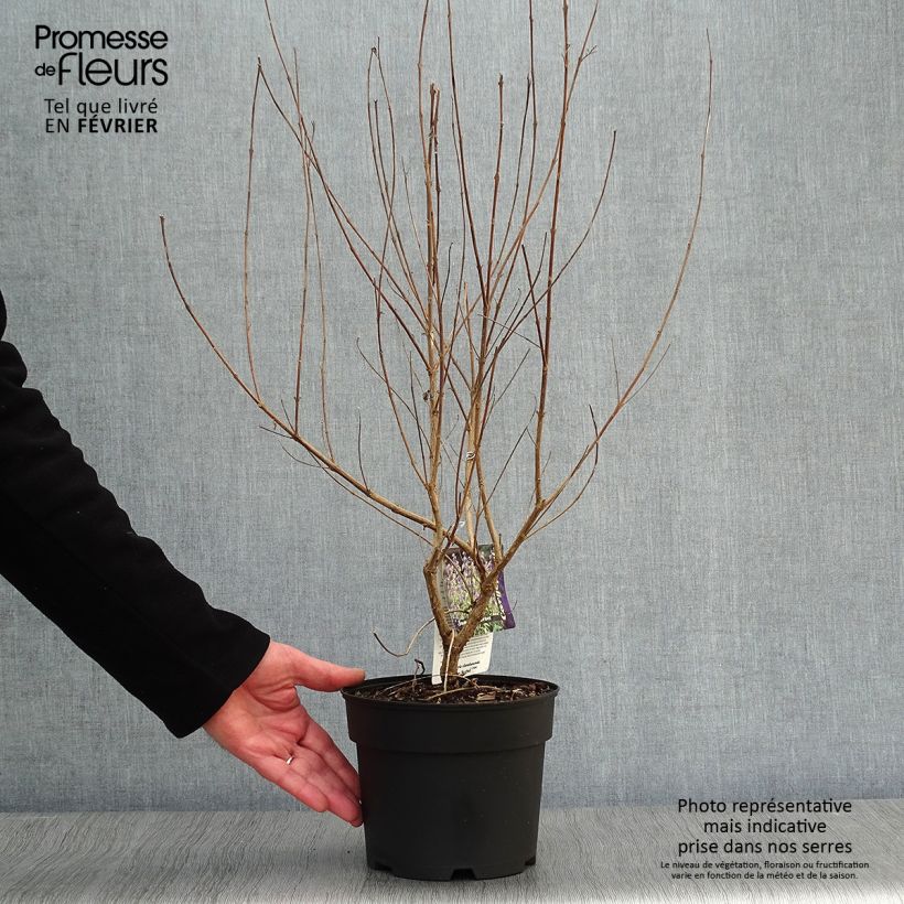 Spécimen de Caryopteris Summer Sorbet® - Spirée Bleue, Barbe-bleue Pot de 3L/4L tel que livré en hiver