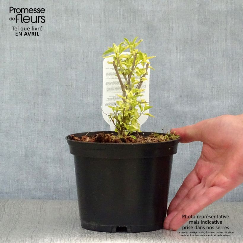 Spécimen de Caryopteris Summer Sorbet® - Spirée Bleue, Barbe-bleue Pot de 3L/4L tel que livré au printemps