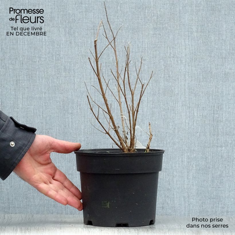 Spécimen de Caryopteris White Surprise - Spirée bleue, Barbe-bleue Pot de 2L/3L tel que livré en hiver