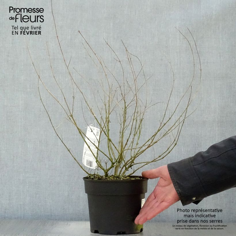 Spécimen de Caryopteris Worcester Gold - Spirée bleue, Barbe-bleue Pot de 2L/3L tel que livré en hiver