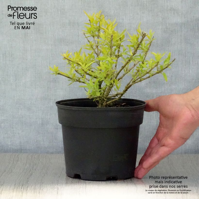 Spécimen de Caryopteris Worcester Gold - Spirée bleue, Barbe-bleue Pot de 2L/3L tel que livré au printemps