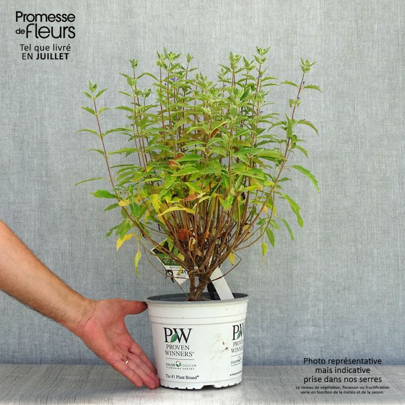 Spécimen de Caryopteris clandonensis Beyond Midnight - Spirée bleue Pot de 3L/4L tel que livré en été