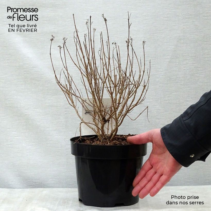 Spécimen de Caryopteris clandonensis First Choice - Spirée bleue Pot de 2L/3L tel que livré en hiver