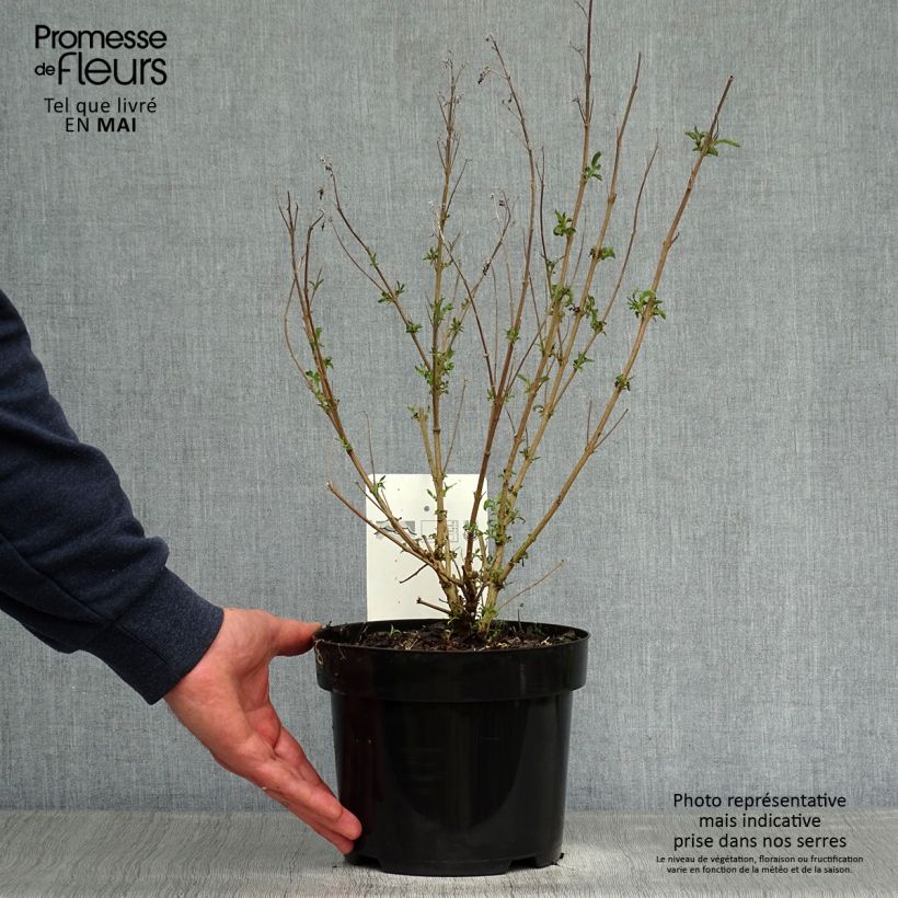 Spécimen de Caryopteris clandonensis First Choice - Spirée bleue Pot de 2L/3L tel que livré au printemps