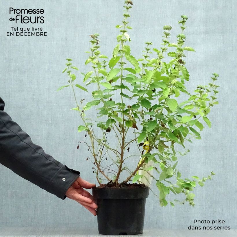 Spécimen de Caryopteris clandonensis Good as Gold - Spirée bleue Pot de 2L/3L tel que livré en hiver