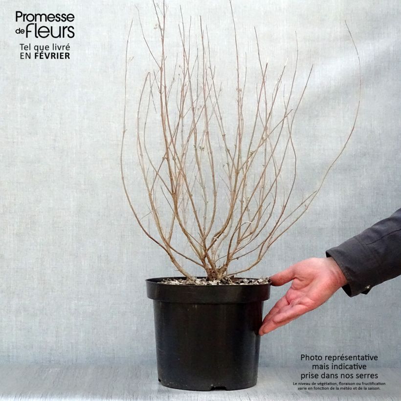 Spécimen de Caryopteris clandonensis Heavenly Blue - Spirée bleue Pot de 7,5L/10L tel que livré en hiver