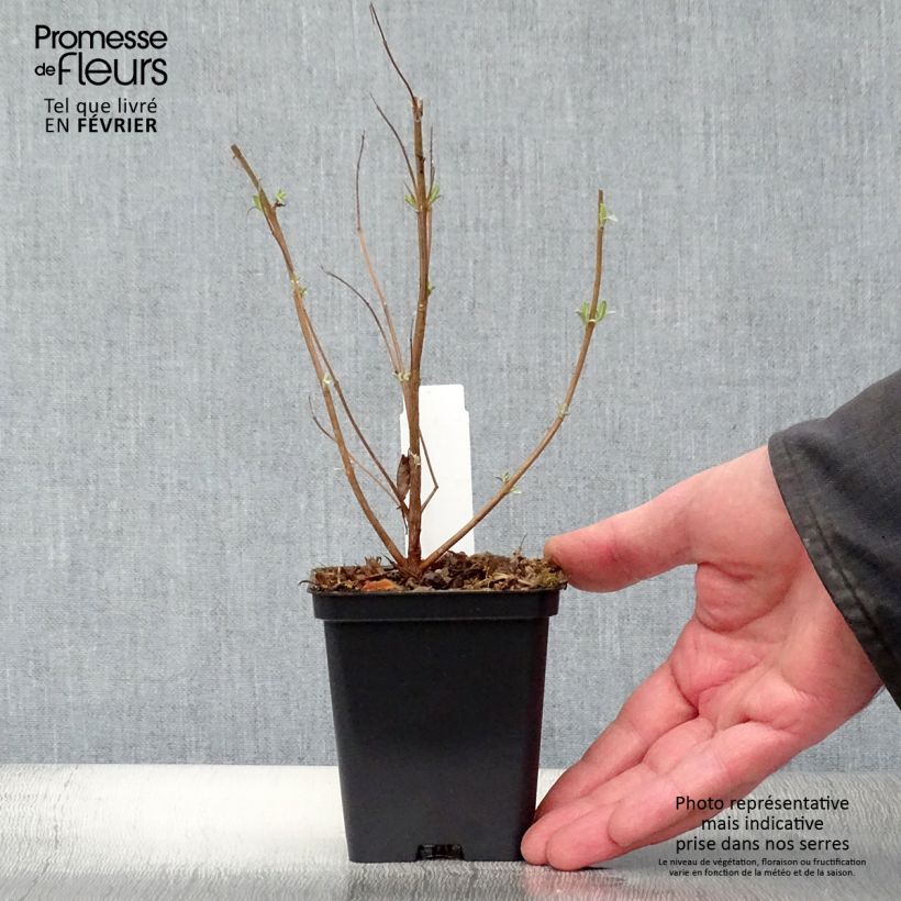 Spécimen de Caryopteris clandonensis Heavenly Blue - Spirée bleue Godet de 8/9 cm tel que livré en hiver