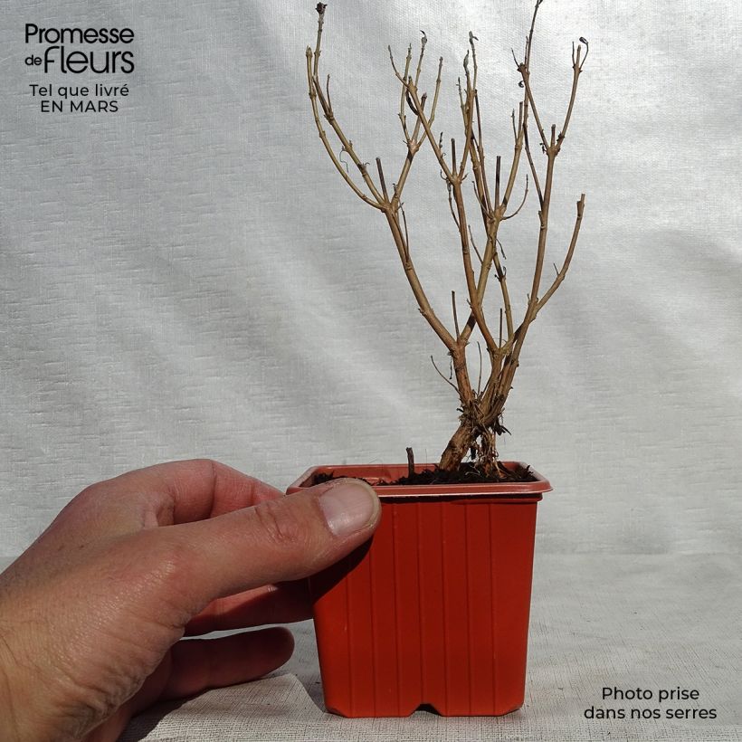 Spécimen de Caryopteris clandonensis Heavenly Blue - Spirée bleue Godet de 8/9 cm tel que livré au printemps