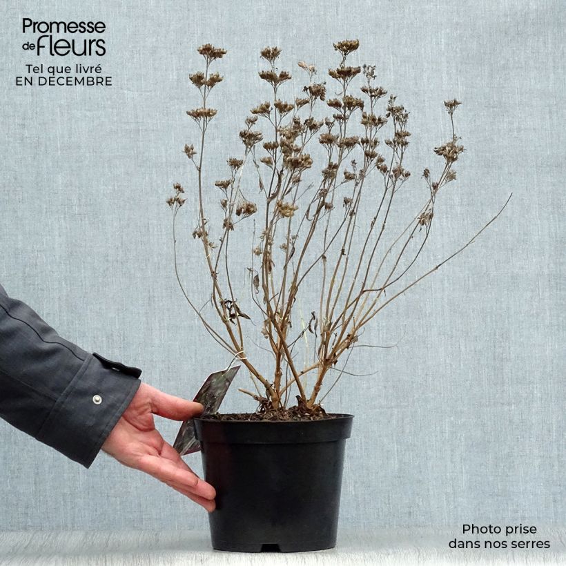 Spécimen de Caryopteris clandonensis Heavenly Blue - Spirée bleue Pot de 2L/3L tel que livré en hiver