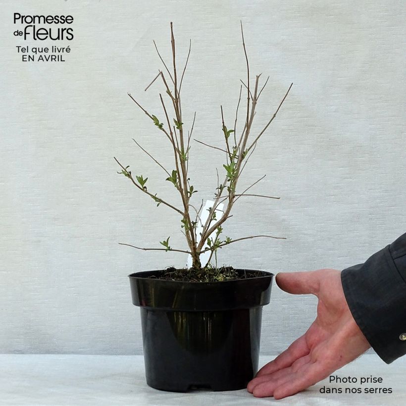 Spécimen de Caryopteris clandonensis Heavenly Blue - Spirée bleue Pot de 2L/3L tel que livré au printemps