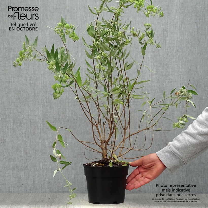 Spécimen de Caryopteris clandonensis Heavenly Blue - Spirée bleue Pot de 2L/3L tel que livré en automne