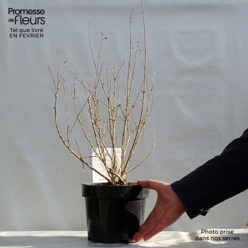 Spécimen de Caryopteris clandonensis Pink Perfection - Spirée bleue Pot de 2L/3L tel que livré en hiver