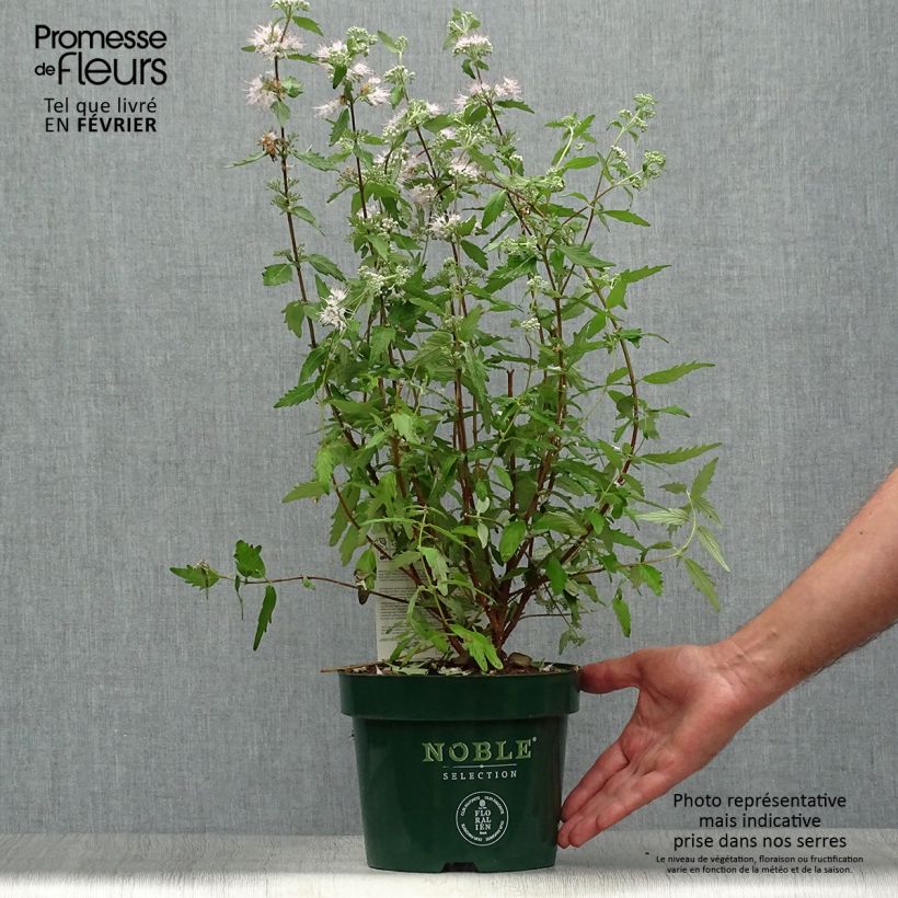Spécimen de Caryopteris clandonensis Pink Perfection - Spirée bleue Pot de 2L/3L tel que livré en automne