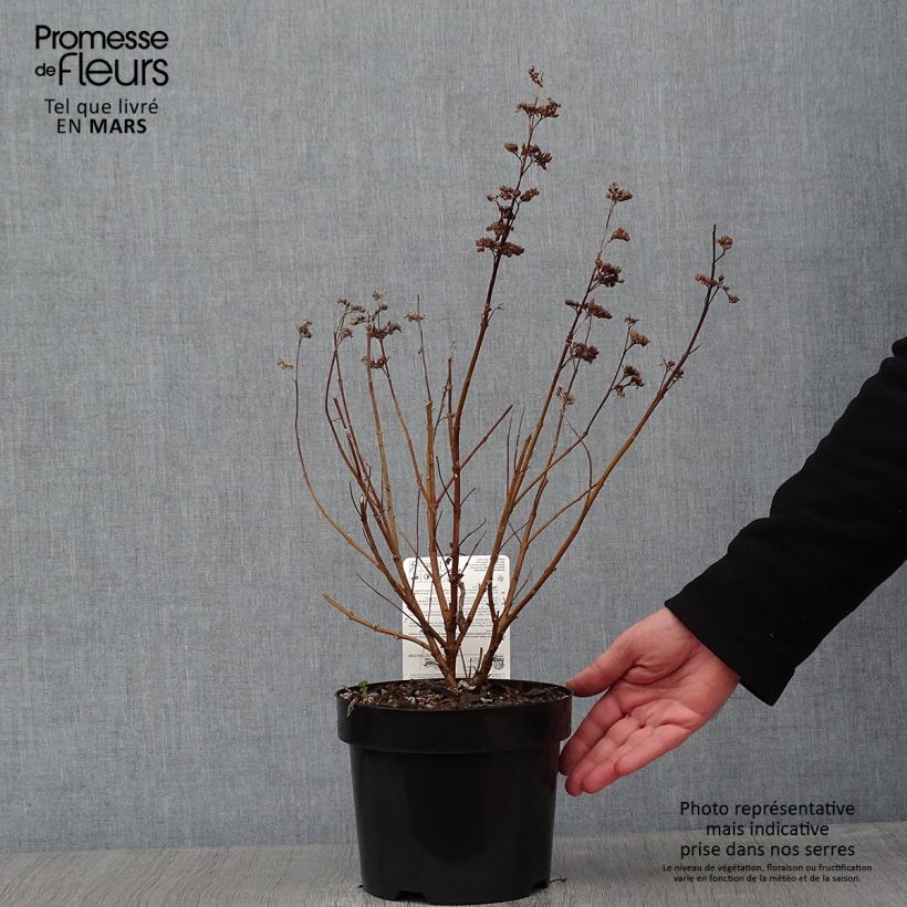 Spécimen de Caryopteris clandonensis Thetis - Spirée bleue Pot de 2L/3L tel que livré en hiver