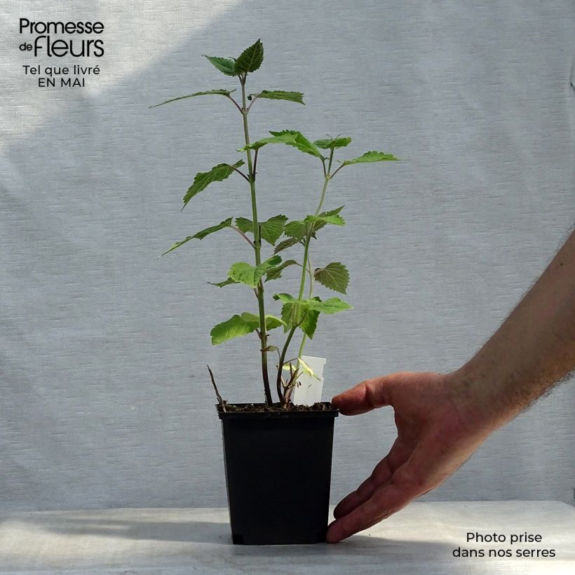 Caryopteris divaricata - Carióptera Maceta de 8/9 cm Ejemplar entregado en la primavera