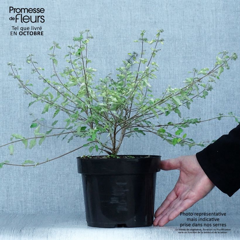 Spécimen de Caryopteris incana Sunny Blue - Spirée bleue, Barbe bleue Pot de 2L/3L tel que livré en automne