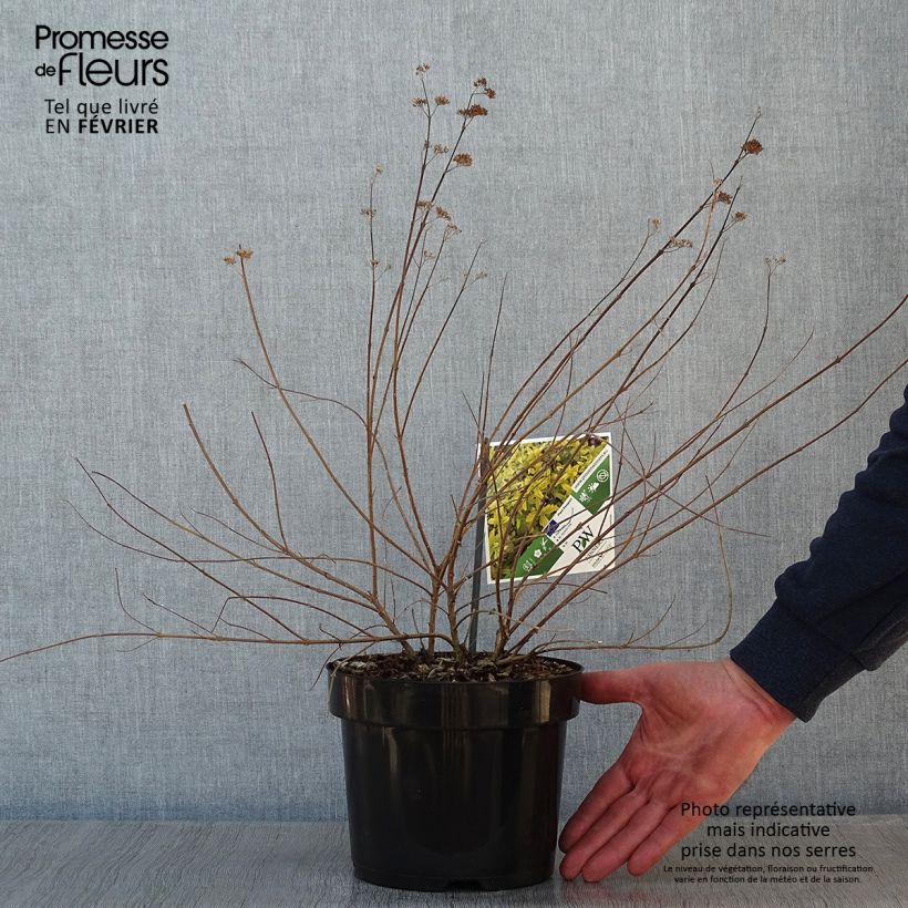 Spécimen de Caryopteris incana Sunny Blue - Spirée bleue, Barbe bleue Pot de 2L/3L tel que livré en hiver