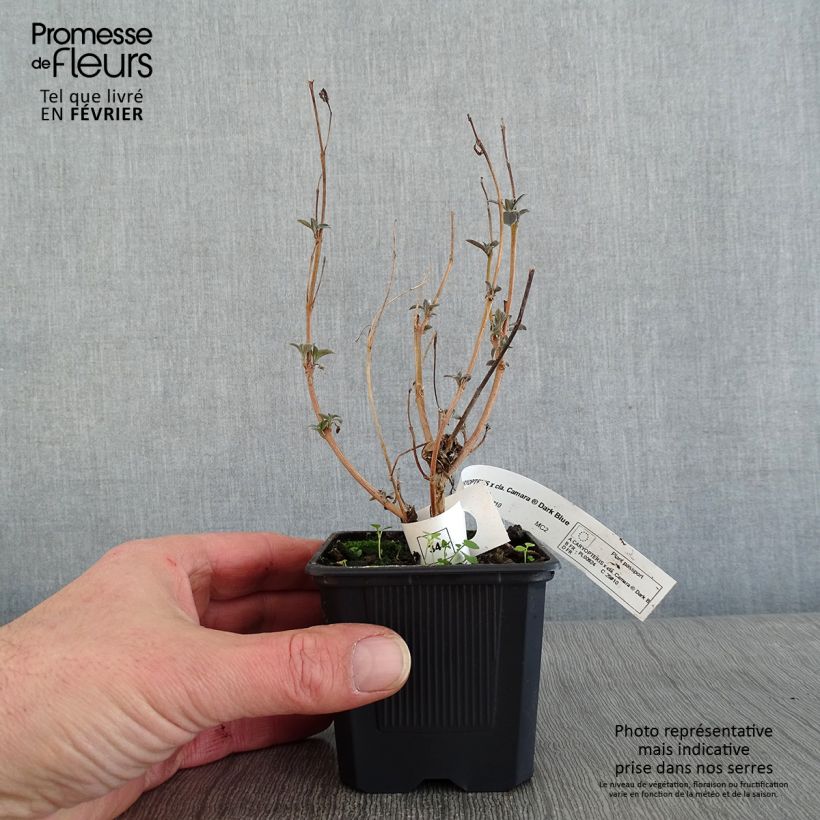 Spécimen de Caryopteris x clandonensis Camara Dark Blue - Spirée bleue Godet de 8/9 cm tel que livré en hiver