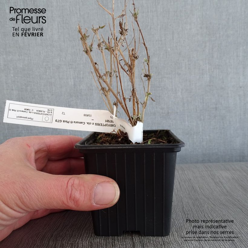 Spécimen de Caryopteris x clandonensis Camara Pink - Spirée bleue Godet de 8/9 cm tel que livré en hiver