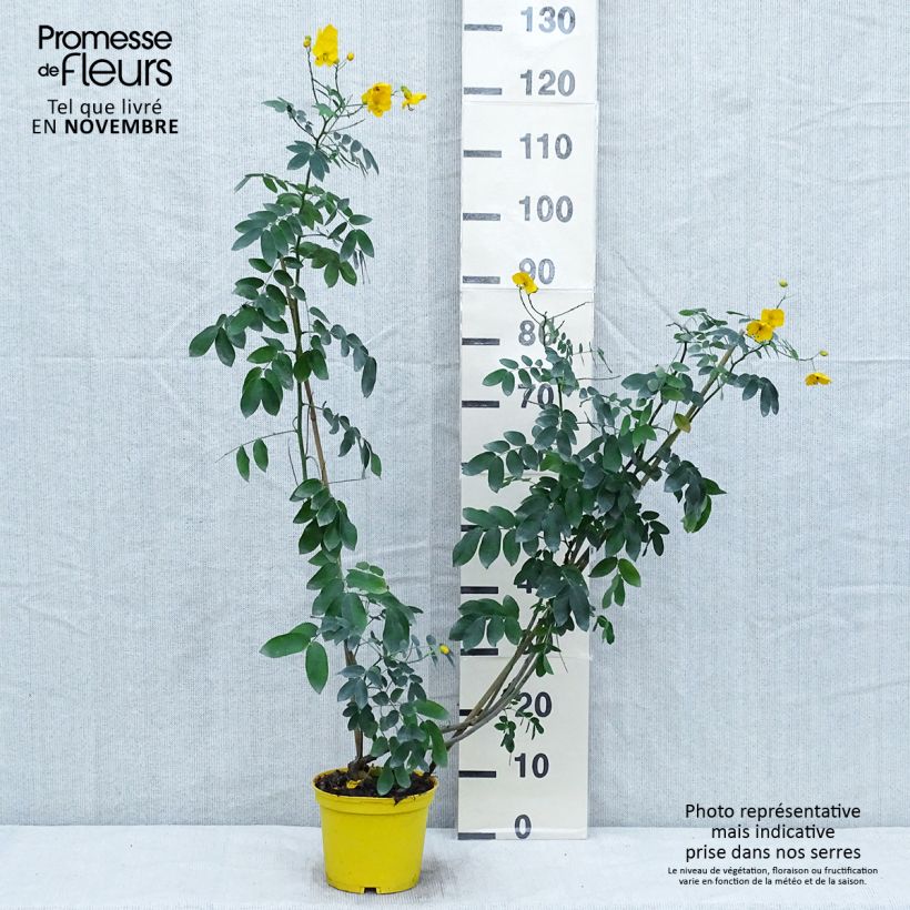 Spécimen de Cassia floribunda - Senné Pot de 2L/3L tel que livré en automne
