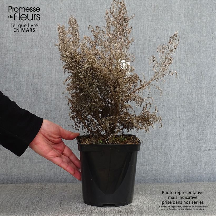 Spécimen de Cassinia retorta Ward Silver - Buisson miel Pot de 3L/4L tel que livré en hiver