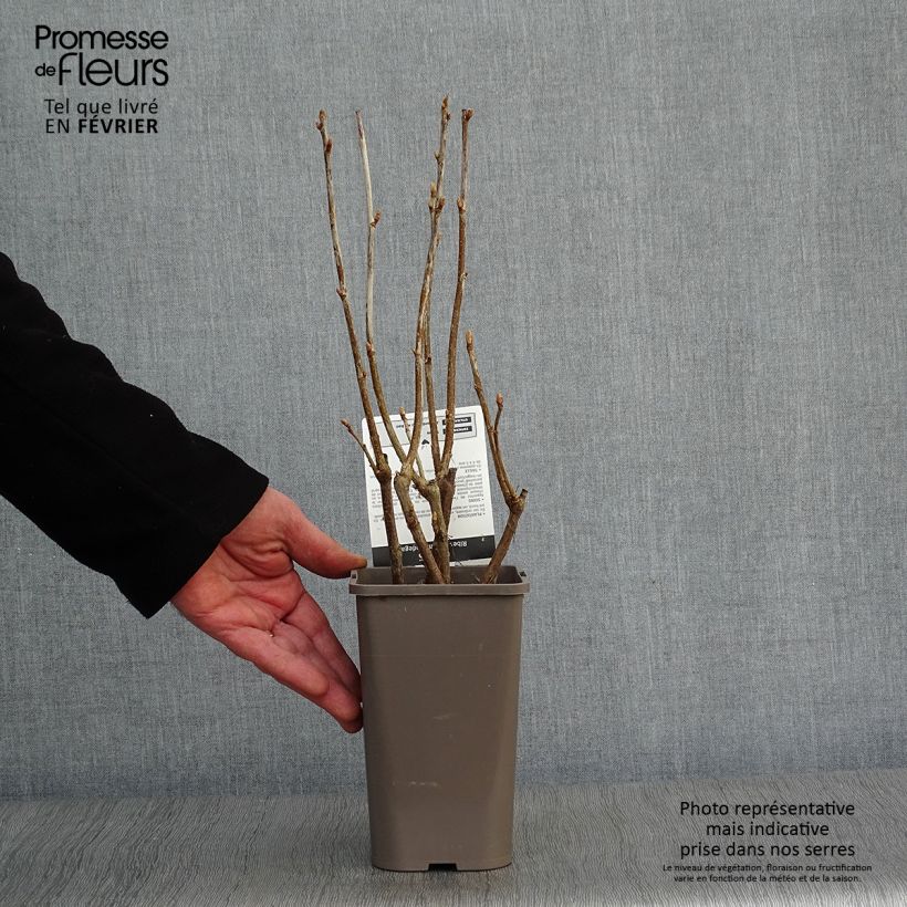 Spécimen de Cassissier Andega (autofertile) Pot de 1,5L/2L, Buisson tel que livré en hiver