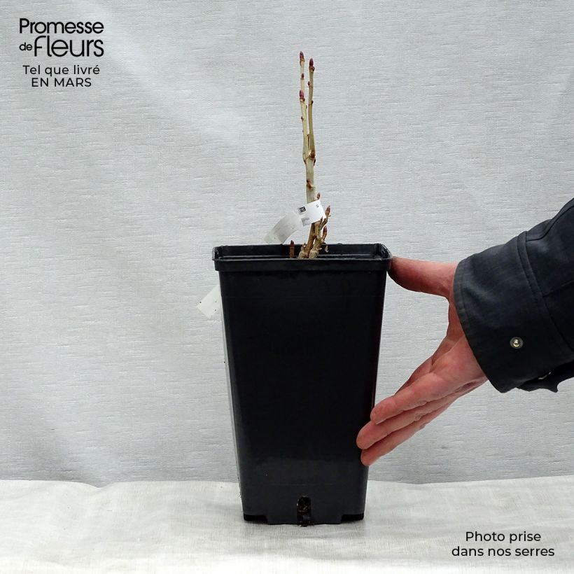 Spécimen de Cassissier Andega (autofertile) Pot de 1,5L/2L, Buisson tel que livré au printemps