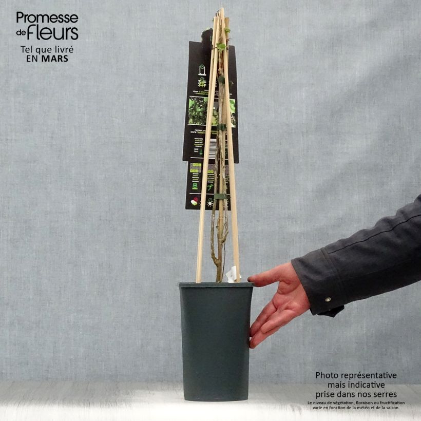 Amostra de Groselheira-preta (Cássis) Ben Nevis Vaso de 1,5 L/2 L, Arbusto tal como entregue na primavera