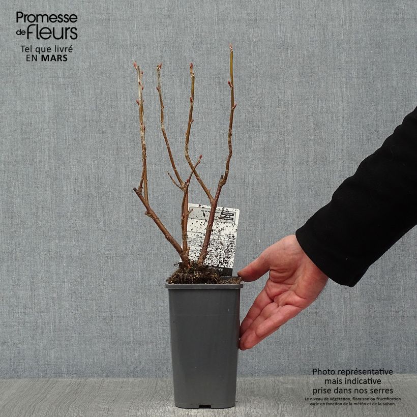 Spécimen de Cassissier Black Down Pot de 1L/1,5L, Buisson tel que livré en hiver