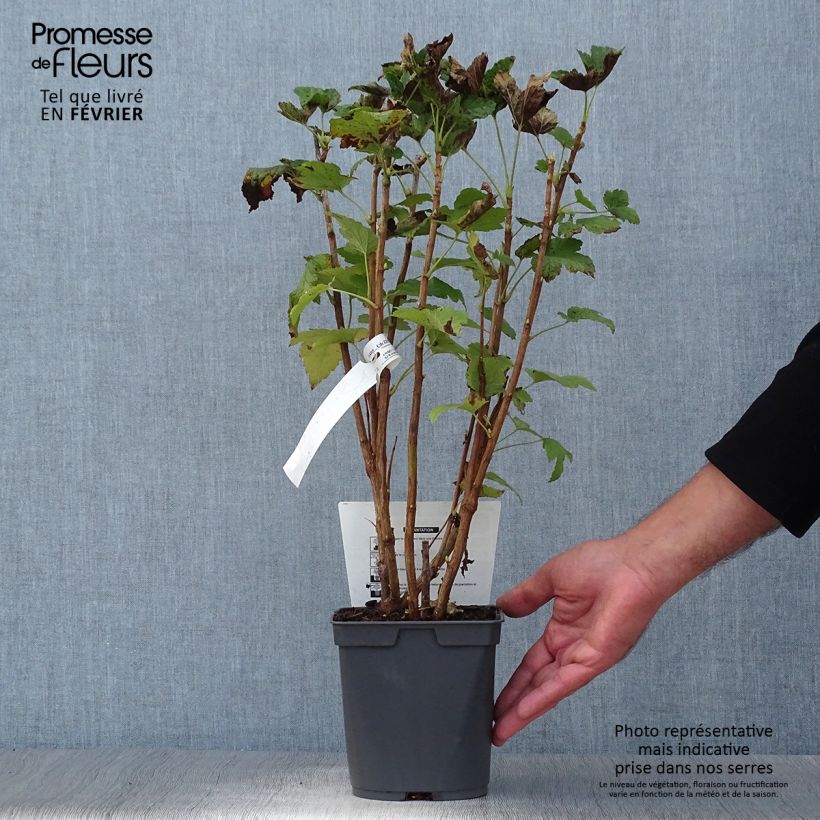 Spécimen de Cassissier Delbard Robusta - Ribes nigrum Pot de 2L/3L tel que livré en automne