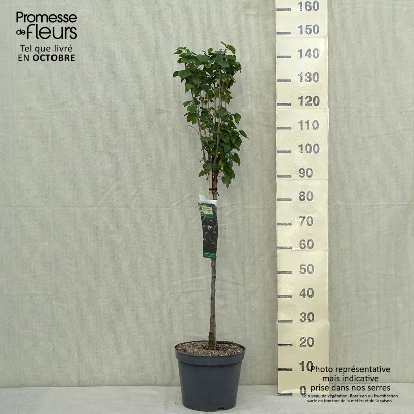 Spécimen de Cassissier Delbard Robusta - Ribes nigrum Pot de 7,5L/10L, 1/4 de tige tel que livré en automne