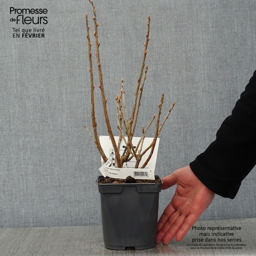 Spécimen de Cassissier Delbard Robusta - Ribes nigrum Pot de 2L/3L tel que livré en hiver