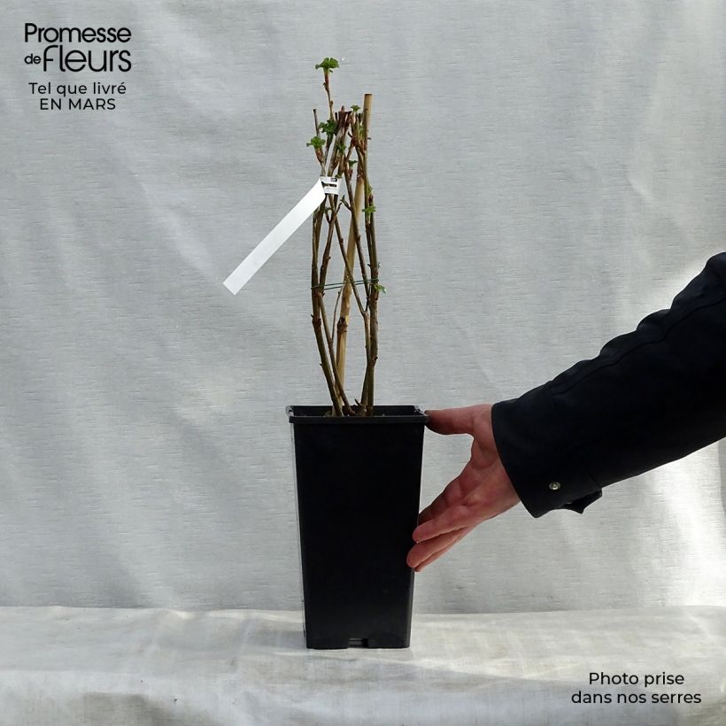 Spécimen de Cassissier Géant de Boskoop Pot de 1,5L/2L tel que livré au printemps