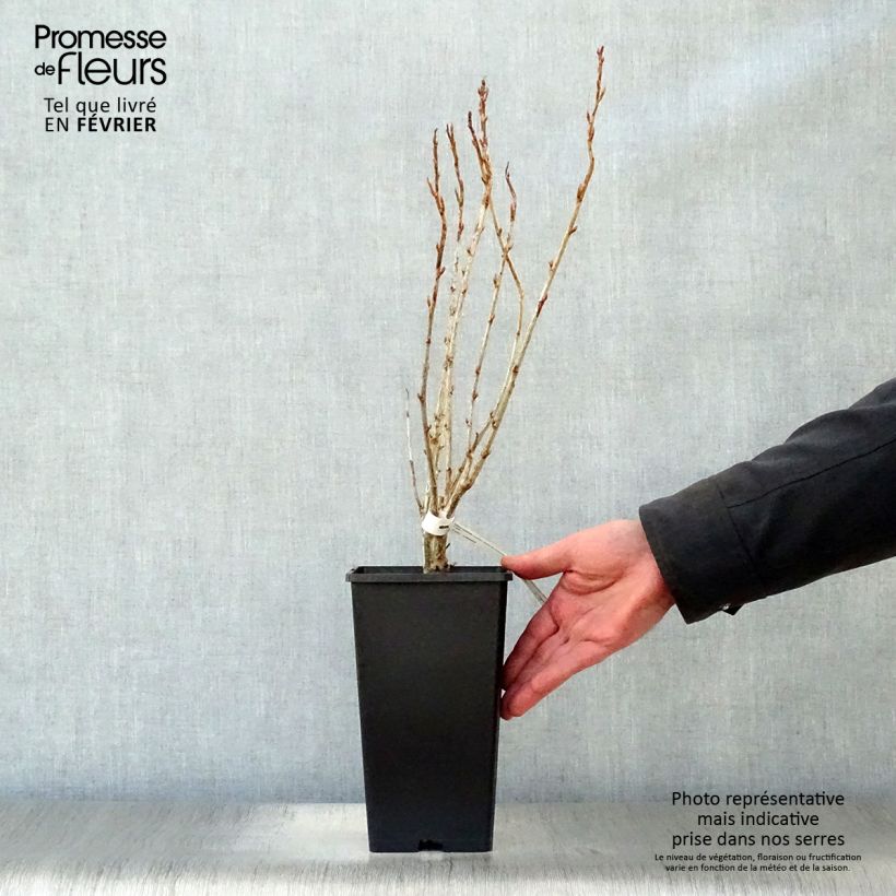 Spécimen de Cassissier Géant de Boskoop Pot de 1,5L/2L tel que livré en hiver