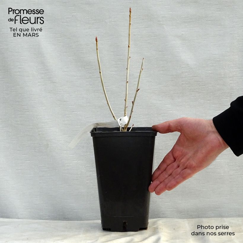 Spécimen de Cassissier Little Black Sugar Pot de 1,5L/2L, Buisson tel que livré au printemps