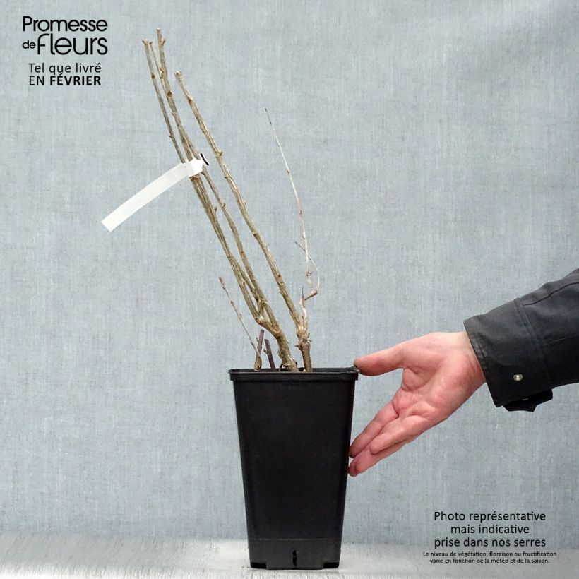 Spécimen de Cassissier Little Black Sugar Pot de 1,5L/2L, Buisson tel que livré en hiver