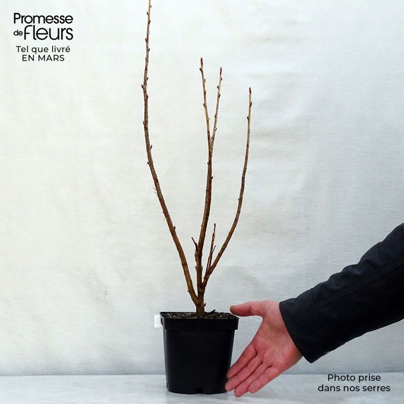 Spécimen de Cassissier Noir de Bourgogne Pot de 1,5L/2L, Buisson tel que livré au printemps