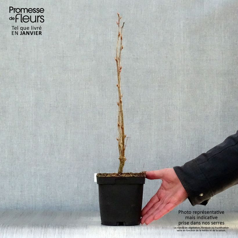Spécimen de Cassissier Noir de Bourgogne Pot de 1,5L/2L, Buisson tel que livré en hiver